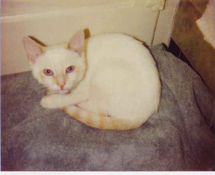 Sidney as a Kitten