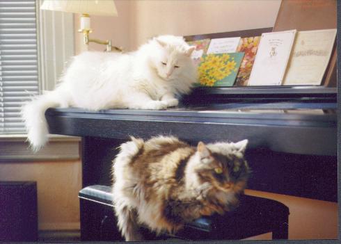 Cats Piano.JPG